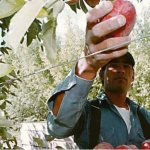 ECONOMÍA – Economías regionales crecen en exportaciones pero enfrentan problemas de competitividad