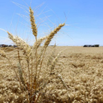 ECONOMÍA – El agro prevé una cosecha récord de trigo: la “doble H” que haría posible una nueva marca histórica