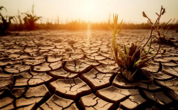 ECONOMÍA – Campo: confirman que Argentina perdió u$s20.000 millones por la sequía en 2023