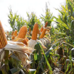 ECONOMÍA – Campaña agrícola: el calor y la falta de lluvias encienden las alarmas en la región