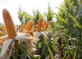 ECONOMÍA – Campaña agrícola: el calor y la falta de lluvias encienden las alarmas en la región