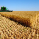 ECONOMÍA – La actividad de la cadena agropecuaria fue récord en diciembre